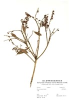 藏品(臺灣馬醉木)的圖片